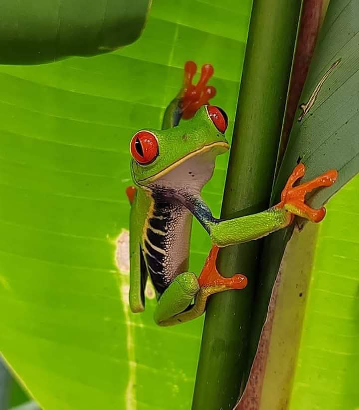 Waterfall Volcano and Wildlife Tour